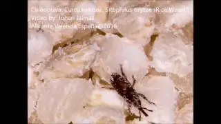 Coleoptera: Curculionidae, Sitophilus oryzae