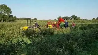 Aroniaernte in Ostfriesland mit Pasquali Siena u Arek3(2)