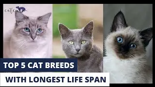 Top 5 Cat Breeds With Longest Life Span | Long-Living Cats | Healthy Cat Breeds | Feline Longevity