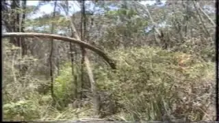 Dean Harrison interviews Yowie Witness Jerry  O'Connor