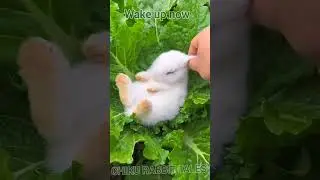 Chiku Wake up  #shorts #viral #viralChikurabbit  #trending video @chikuRabbittales #story  #emotions