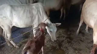 Baby Cow Fun | Bullock Lovers  | 093|