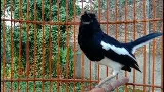KACER MACET BUNYI TERPANCING LANGSUNG ON GACOR