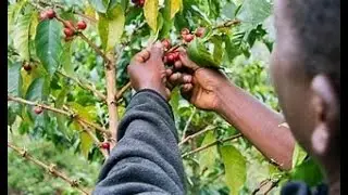 Historic Moment: Gusii Farmers Union Makes Debut Coffee Sale at Nairobi Coffee Exchange Auction