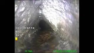 Rat up a drain pipe