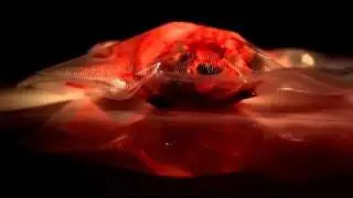 Trailer Puppenspiele