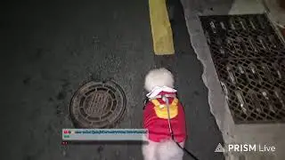 강아지 산책