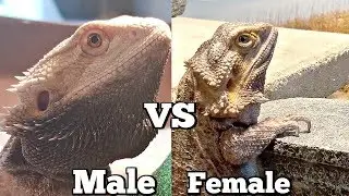 Male VS Female Bearded Dragon Care
