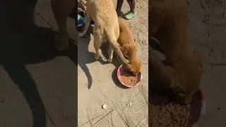 Help us to help them, sharing is caring #donate #animals #helptheanimals #animalrescue