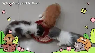Our 1 Month Old Kittens Are Eating Raw Food For The First Time