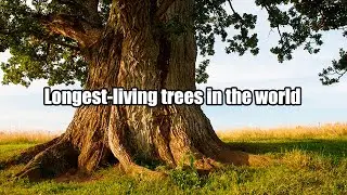 How long do trees live?