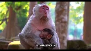 Bonobo Love | Nat Geo WILD