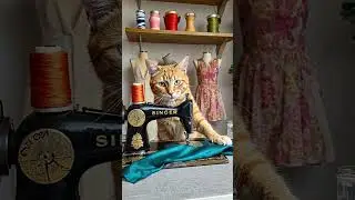 Cat Becomes a Fashion Designer: The Cutest Creative Moment Ever! 🐾👗✨
