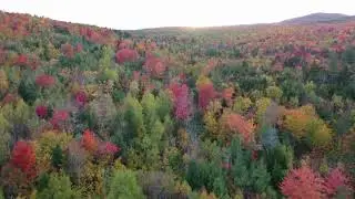 Changing colors of a forest in Autumn