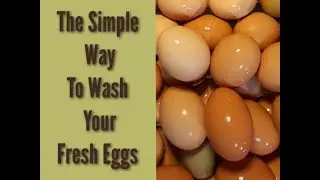 HOW TO WASH FARM FRESH EGGS