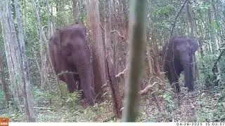 Spotted: wild elephants in Way Kambas National Park