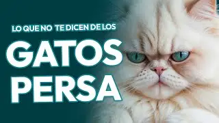 CIUDAD BIGOTE | EP 20 | HABLEMOS SOBRE LOS PERSA