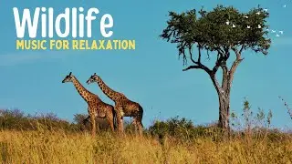 Relaxing Music with Animals | Reduce Anxiety and Stress