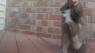 Stella learning tricks at 9 weeks old