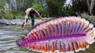 😱   Pearl in the Vortex: How a Girl's Bravery Turned River Clam's Anger into Wealth