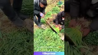This GIANT Veggie Chopper is My New Favorite Satisfying Thing😂So CLEAN! You Have to See It! #garlic