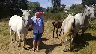 Lipizzaners Boudou Breeder High Classic Lines Mare and Folt 2018