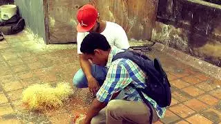 The best nesting material for pigeons to lay eggs on