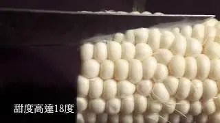 日本北海道白粟米爆汁示範！