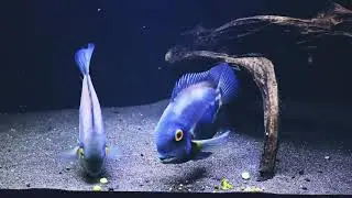 Uaru cichlid pair