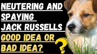 Neutering And Spaying Jack Russell Terriers (Should You Do It?)