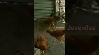 TGF - Juvenile Chickens 🐓🐓🐓#tgf #chickens #peace