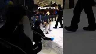 Penguin show - Ski Dubai Mall of Emirates #penguins  #penguin  #skidubai