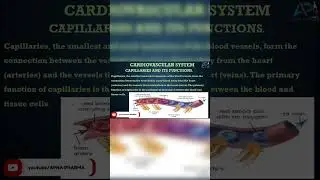 Capillaries & its function?#shortfeed #youtubeshort #shortsyoutube #shortvideo #india #viral #pharma