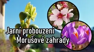 Jarní probouzení Morušové zahrady 🐝 Sněženky, krokusy, včely a kouzlo kvetoucích ovocných stromů 🌸