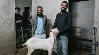 Udaipur Goat Farming Setup Collection Rajasthan Farming.