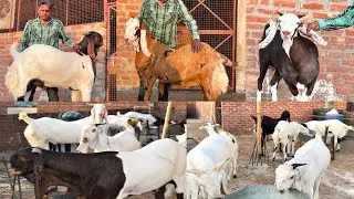Bakra eid goats lott at Fazal bhai goat farm | कुर्बानी के बकरे सबके budget के हिसाब से | Lucknow UP