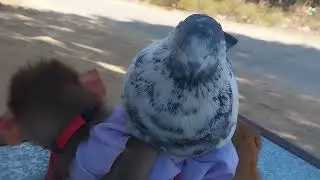 पक्षी प्रेमी बंदर बेबीbird lover monkey how monkey loves birds