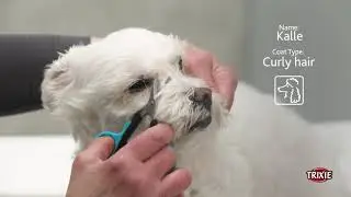 Groom Like a Pro with TRIXIE&rsquo;s Round Tip Scissors, for Dog's & Cat's, Face, Nose, Ears, and Paw Hair