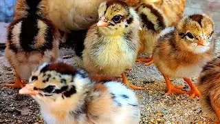 Lovely Hen Baby chicks Video || Cutest Birds in World || Catch beautiful Chicks || Cute Birds Video