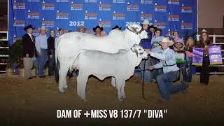 V8 Ranch's Vanguard Line: $Miss V8 910/4