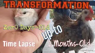 0 Days Old upto 2 months Old / Serama Chicken Hatching story
