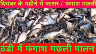 दिसम्बर के महीने में फंगाश/ जासर मछली को कैसे बचाए || और कमाई लाखों रुपए का मुनाफा ||