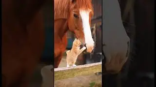 Kitten Playing with a Gentle Horse &ndash; A Sweet Natural Moment