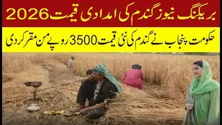 Wheat Support Price Punjab Pakistan 2026 | Big Update for Farmers! گندم کی نئی امدادی قیمت اعلان