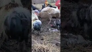 Backyard Rooster Feeding | Relaxing Farm Life Vibes #BackyardPets #RoosterFeeding #FarmLife