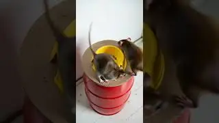 Funny! Bright colors shining, mice fall like stars in the night sky #funny #colors #mice