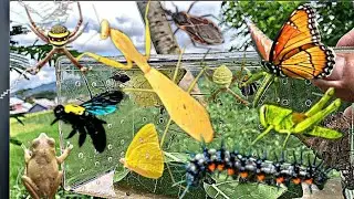 Bug Hunting Adventure⁉️Discovering Unique Insects