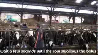 How to administrate correctly the Oligovet and Electropidolate boli?