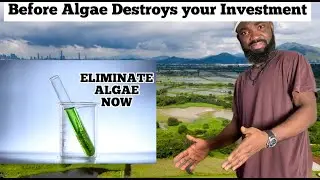 How to maintain ALGAE-FREE Fish Ponds / Fish Farming Beginners Guide