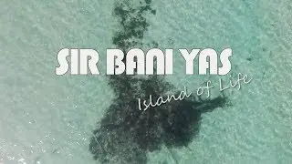Sir Bani Yas Island - 